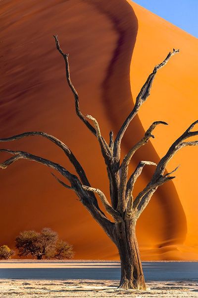 Jaynes Gallery 아티스트의 Namibia-Sossusvlei-Namib-Naukluft National Park-Composite of dead tree and sand dune작품입니다.